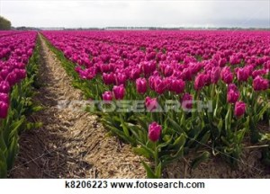 field-purple-tulips_~k8206223