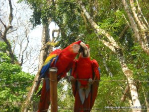 Macaw, Copan, Honduras (10)