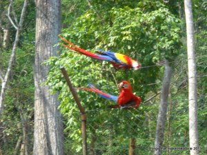Macaw, Copan, Honduras (6)