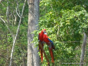 Macaw, Copan, Honduras (8)