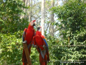Macaw, Copan, Honduras (9)